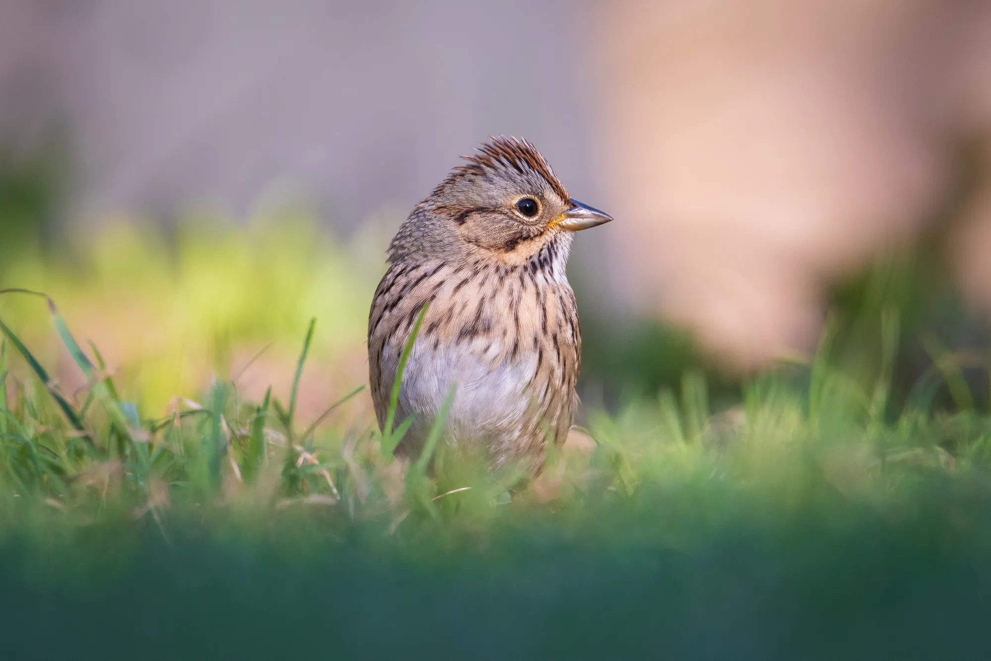 Lincoln Sparrow, Milwaukee. 2020.